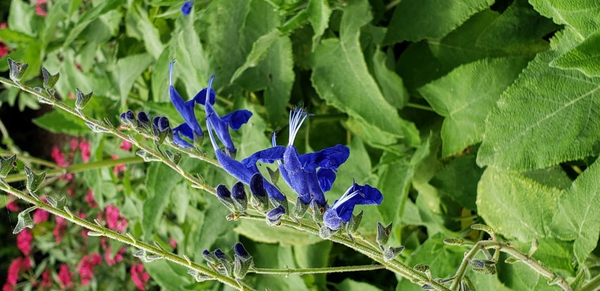 Salvia x plantplacesimage20190413_115431.jpg