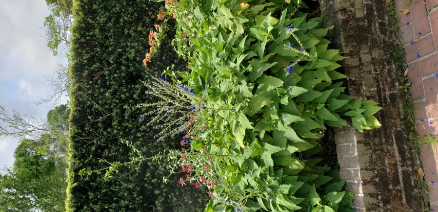 Salvia x plantplacesimage20190413_115505.jpg