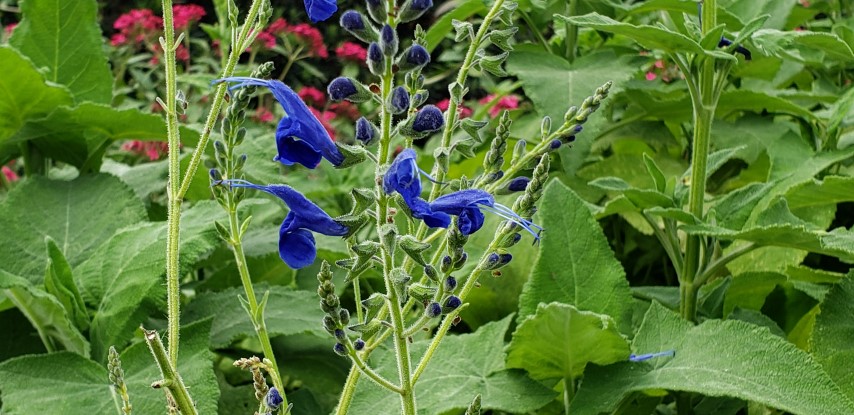 Salvia x plantplacesimage20190413_115521.jpg