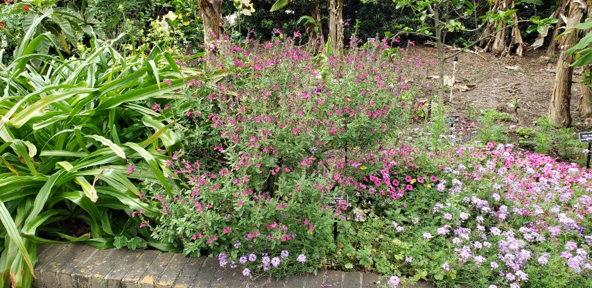 Salvia x plantplacesimage20190413_115753.jpg