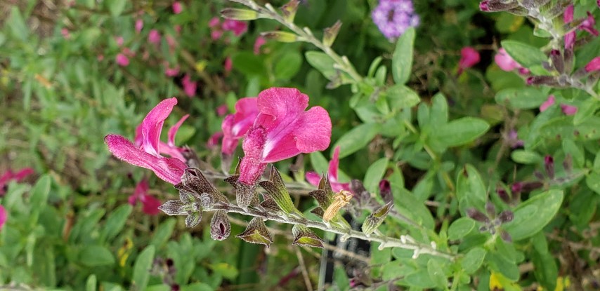 Salvia x plantplacesimage20190413_115807.jpg