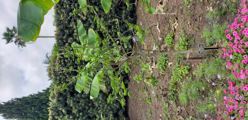 Hibiscus rosa-sinensis plantplacesimage20190413_115845.jpg