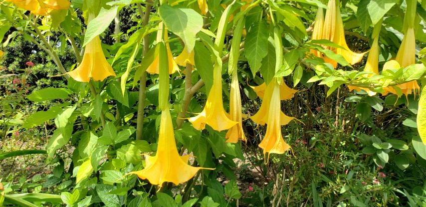 Brugmansia  plantplacesimage20190413_120147.jpg