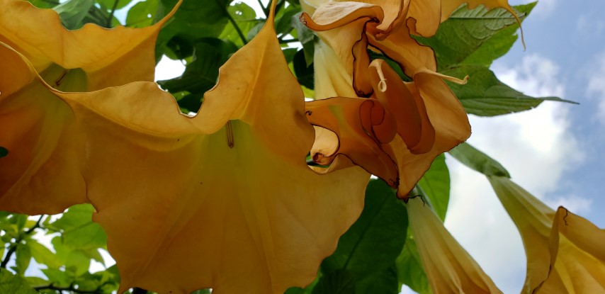 Brugmansia  plantplacesimage20190413_120203.jpg