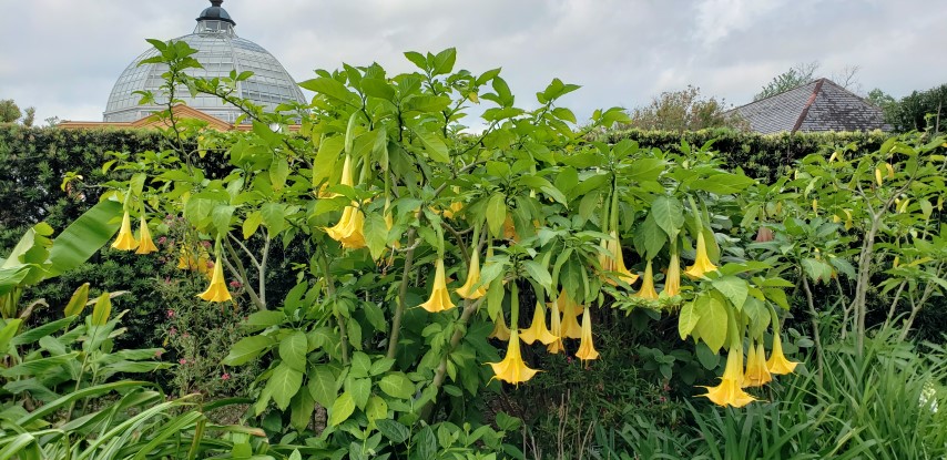 Brugmansia  plantplacesimage20190413_120229.jpg