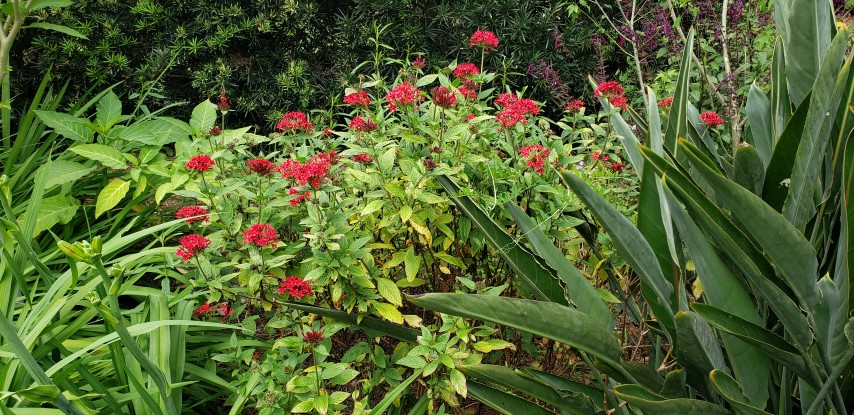 Pentas lanceolata plantplacesimage20190413_120304.jpg