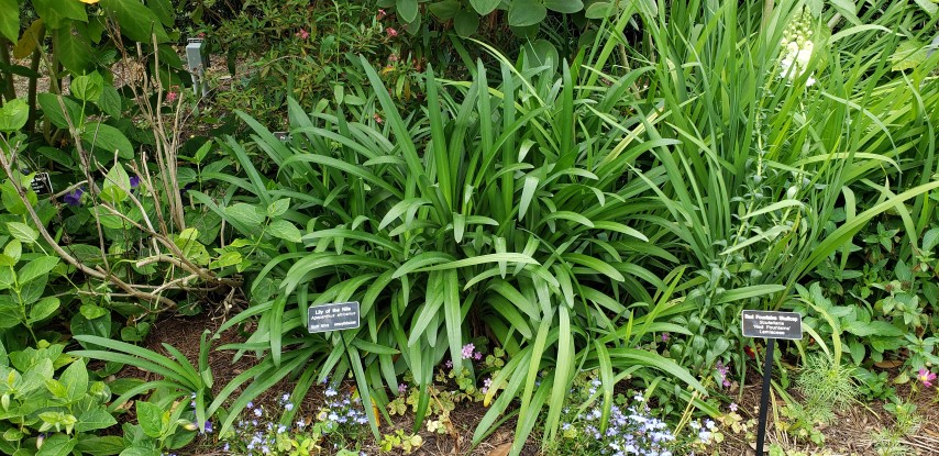 Agapanthus africanus plantplacesimage20190413_120330.jpg