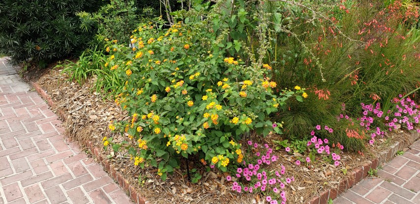 Lantana camara plantplacesimage20190413_120412.jpg