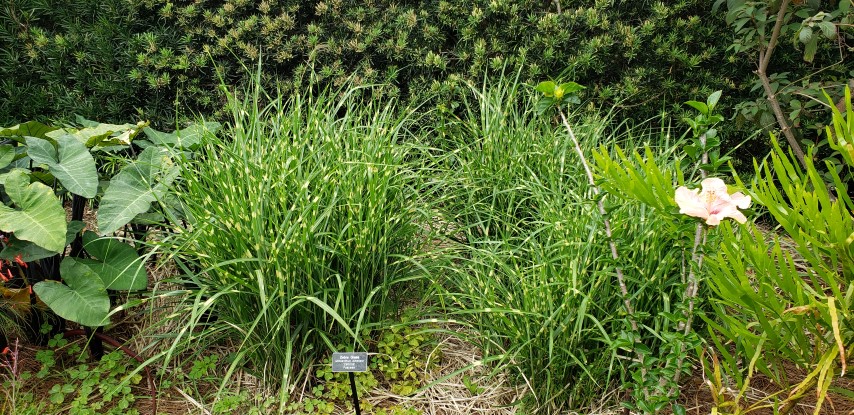 Miscanthus sinensis plantplacesimage20190413_120546.jpg