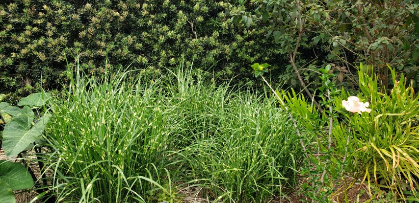 Miscanthus sinensis plantplacesimage20190413_120558.jpg