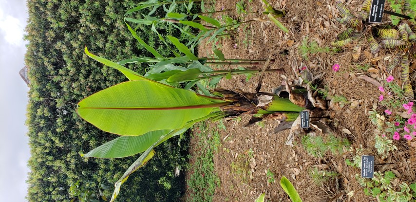 Ensete ventricosum plantplacesimage20190413_120819.jpg