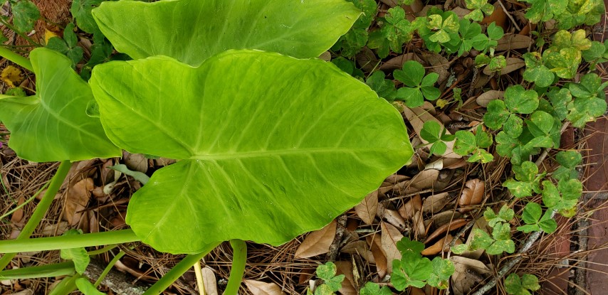 Xanthosoma sagittifolium plantplacesimage20190413_120931.jpg