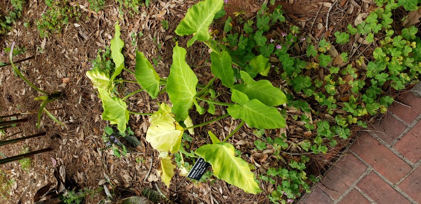 Xanthosoma sagittifolium plantplacesimage20190413_120940.jpg