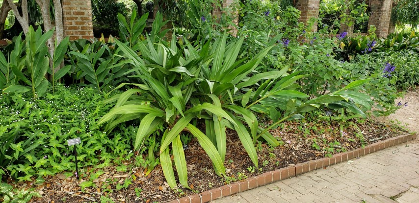 Crinum asiaticum plantplacesimage20190413_121814.jpg