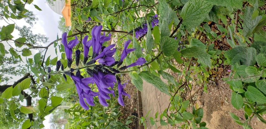 Salvia guaranitica plantplacesimage20190413_121957.jpg