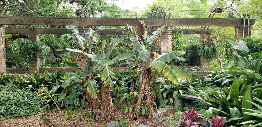 Musa sumatrana plantplacesimage20190413_122135.jpg