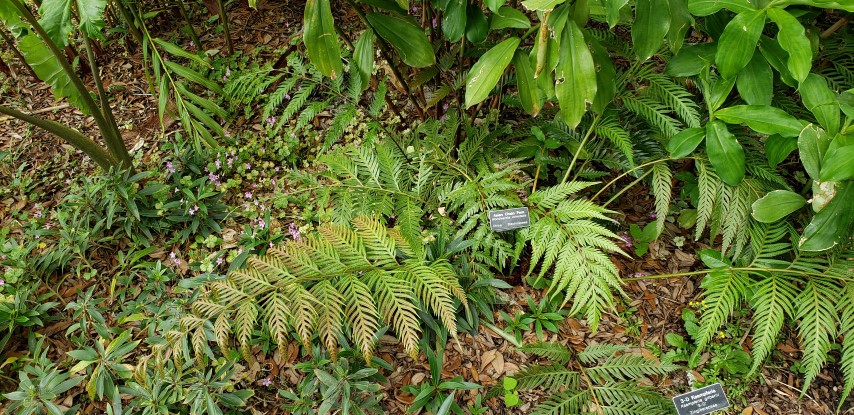 Woodwardia orientalis plantplacesimage20190413_122253.jpg