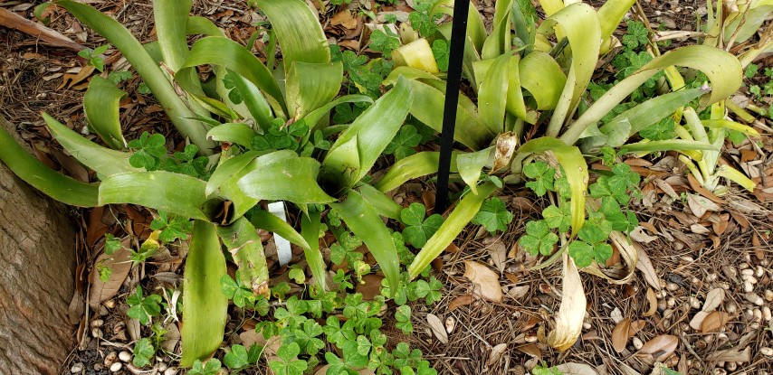 Billbergia pyramidalis plantplacesimage20190413_122400.jpg