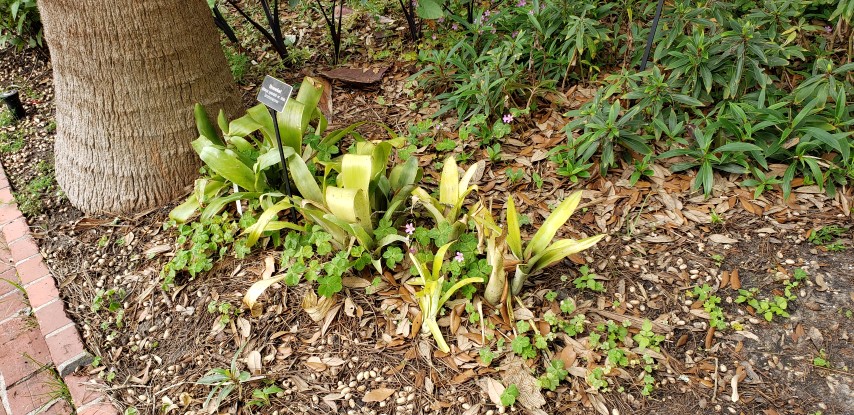 Billbergia pyramidalis plantplacesimage20190413_122420.jpg