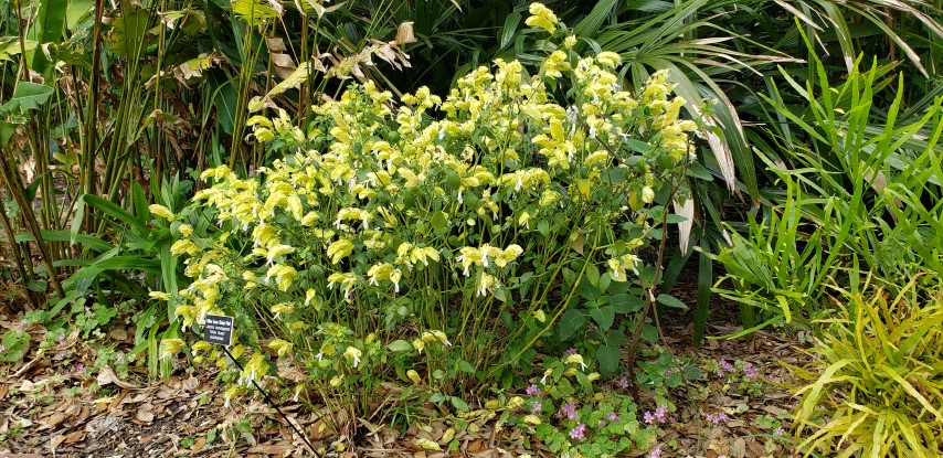 Justicia brandegeana plantplacesimage20190413_122541.jpg