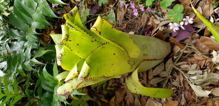 Aechmea triangularis plantplacesimage20190413_123238.jpg