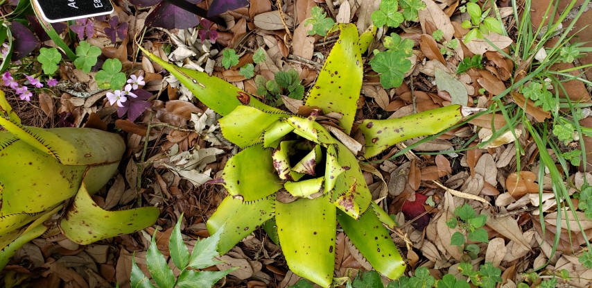 Aechmea triangularis plantplacesimage20190413_123249.jpg