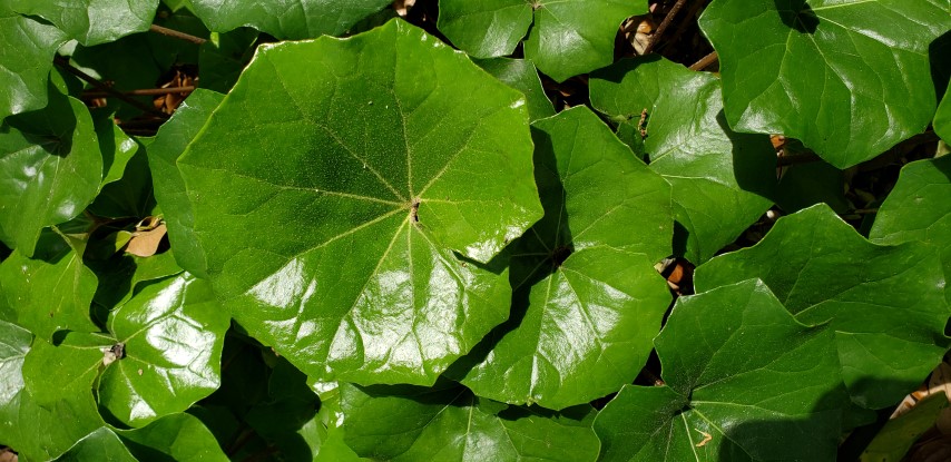 Ligularia dentata plantplacesimage20190413_123529.jpg