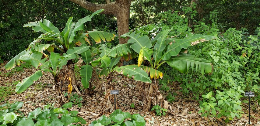 Musa acuminata plantplacesimage20190413_123622.jpg