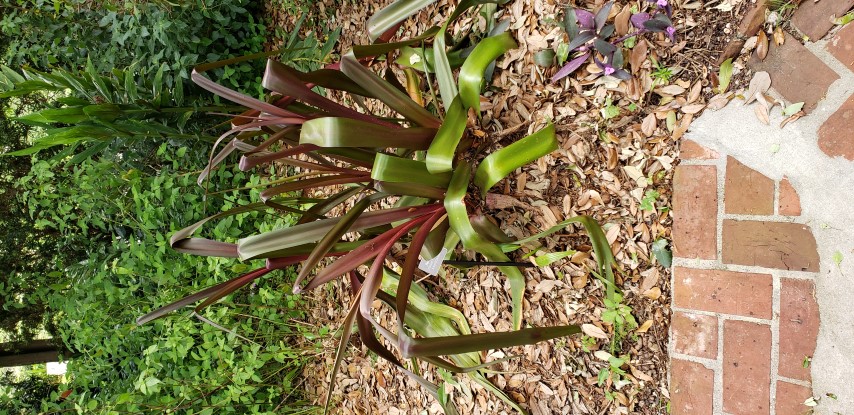 Crinum x sangria plantplacesimage20190413_123700.jpg