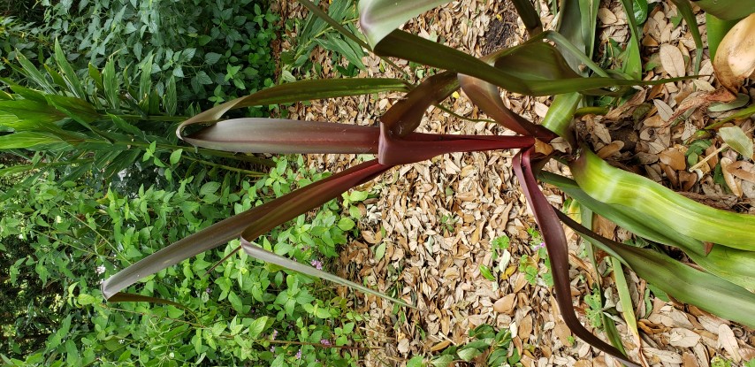 Crinum x sangria plantplacesimage20190413_123720.jpg