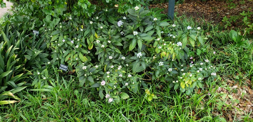 Dichora febrifuga plantplacesimage20190413_123845.jpg