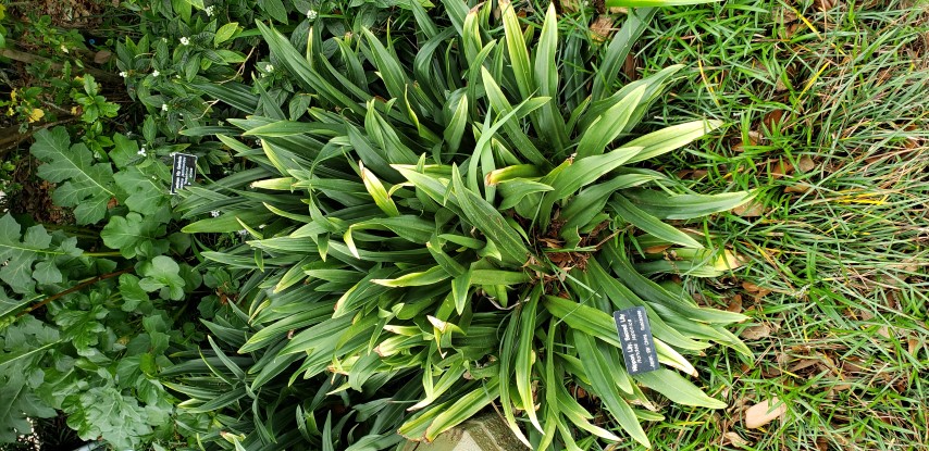 Rhodea japonica plantplacesimage20190413_124104.jpg