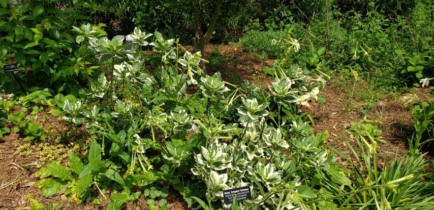 Hydrangea macrophylla plantplacesimage20190413_124338.jpg