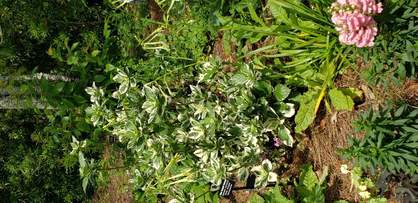 Hydrangea macrophylla plantplacesimage20190413_124350.jpg