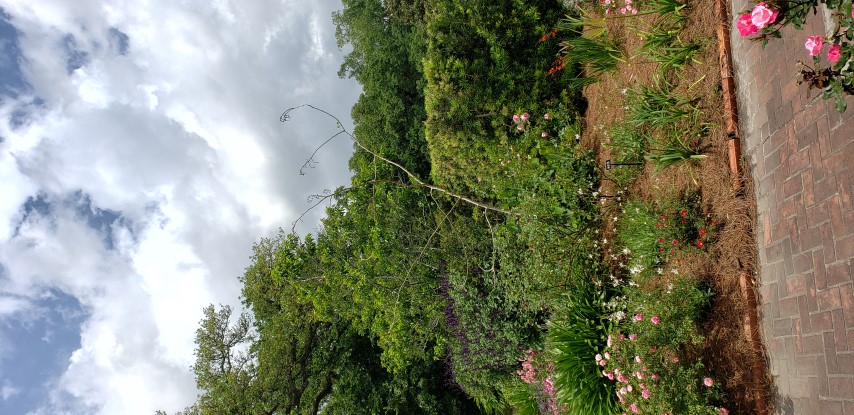 Bauhinia blakeana plantplacesimage20190413_124547.jpg