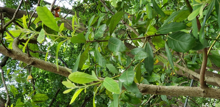 Persea palustris plantplacesimage20190413_125245.jpg