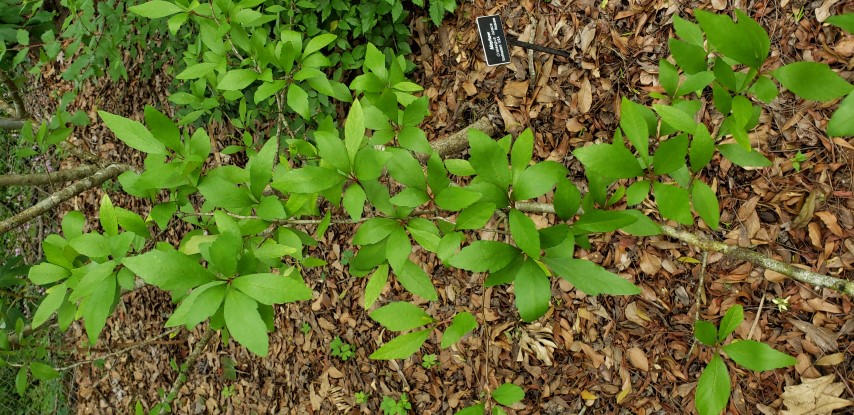 Crataegus opaca plantplacesimage20190413_125355.jpg