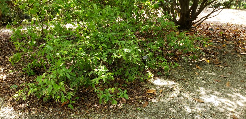 Eubotrys racemosa plantplacesimage20190413_125531.jpg