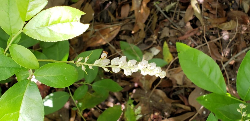 Eubotrys racemosa plantplacesimage20190413_125543.jpg