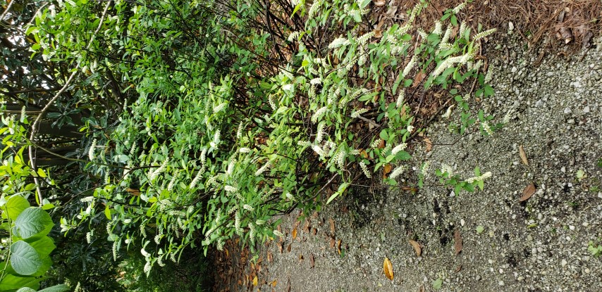 Itea virginica plantplacesimage20190413_125659.jpg