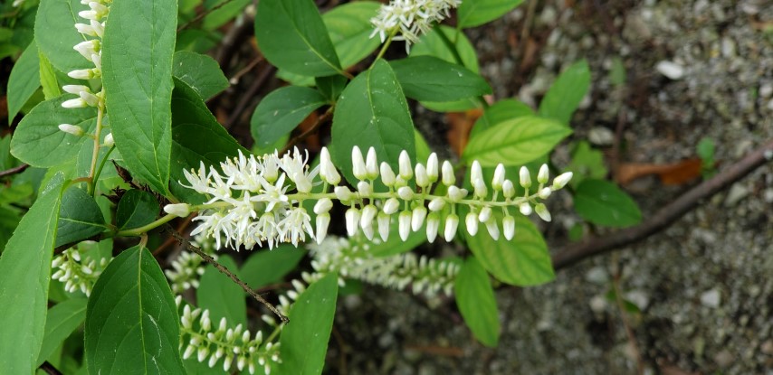 Itea virginica plantplacesimage20190413_125708.jpg