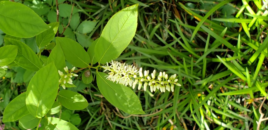 Itea virginica plantplacesimage20190413_125824.jpg