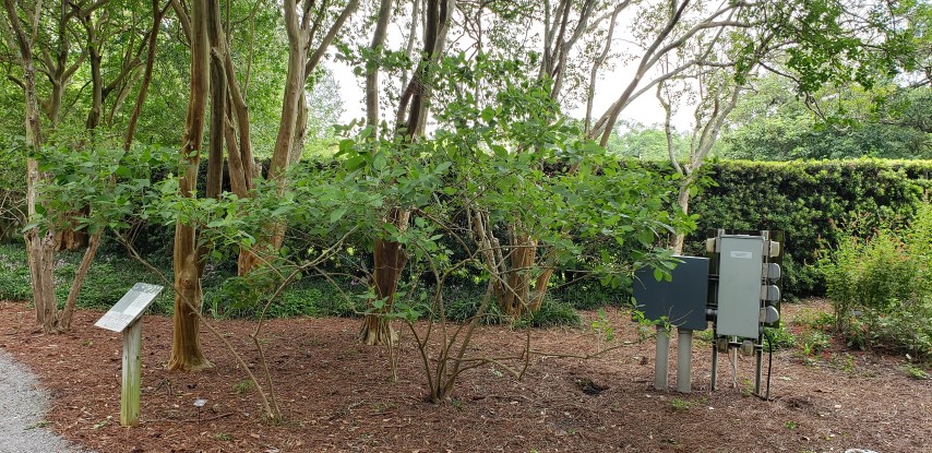 Callicarpa americana plantplacesimage20190413_130146.jpg