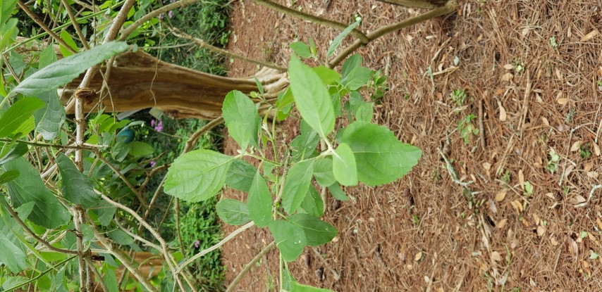 Callicarpa americana plantplacesimage20190413_130205.jpg