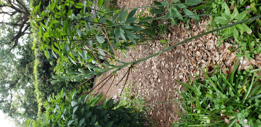 Manfreda variegata plantplacesimage20190413_130735.jpg