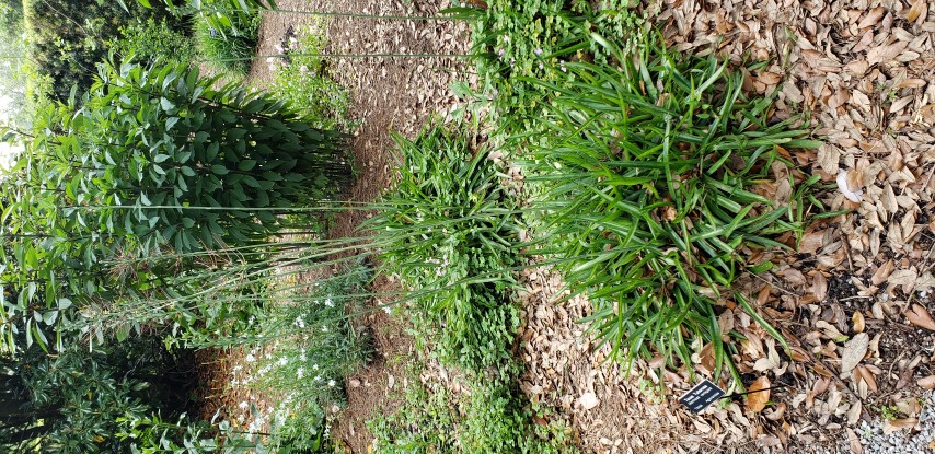 Manfreda variegata plantplacesimage20190413_130753.jpg