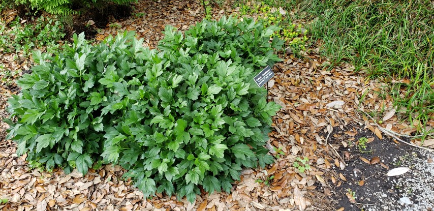 Rudbeckia lacinata plantplacesimage20190413_130823.jpg