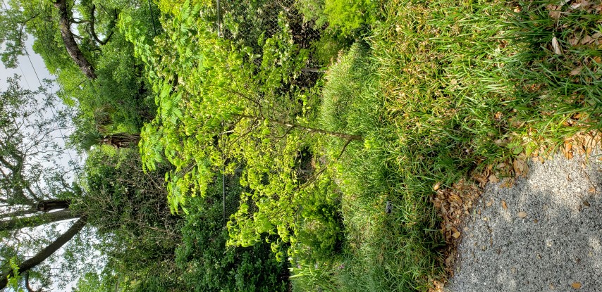 Cornus angustata plantplacesimage20190413_131246.jpg