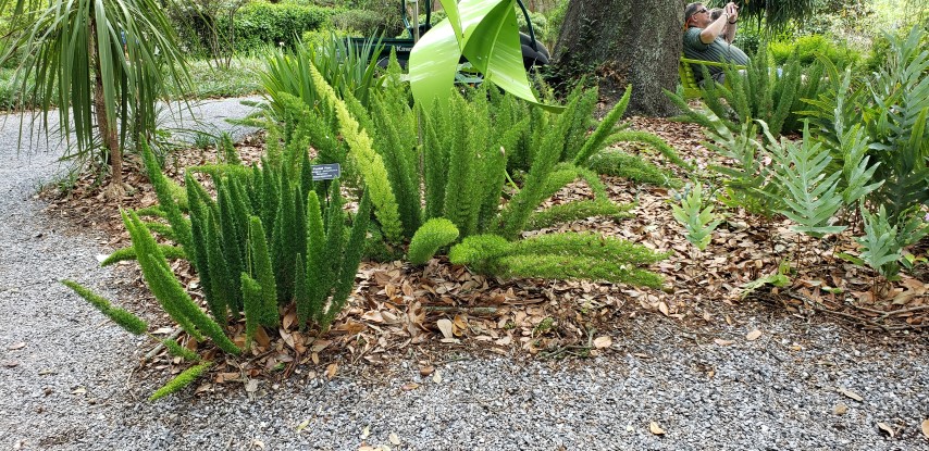 Asparagus densiflorus plantplacesimage20190413_131414.jpg