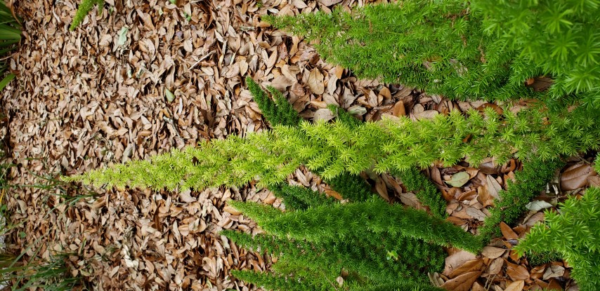 Asparagus densiflorus plantplacesimage20190413_131437.jpg